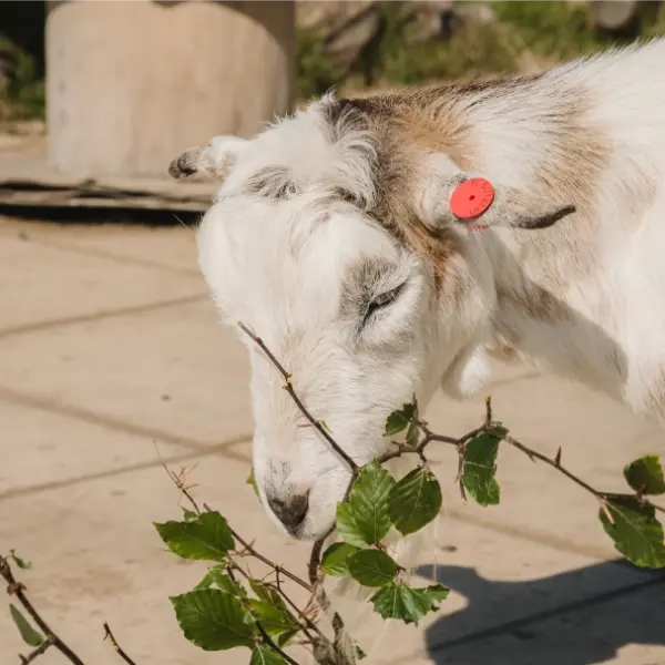 Goat Interaction Christmas Voucher