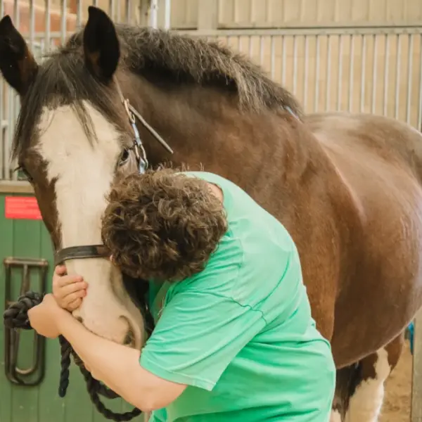 Pony Grooming and Interaction Session
