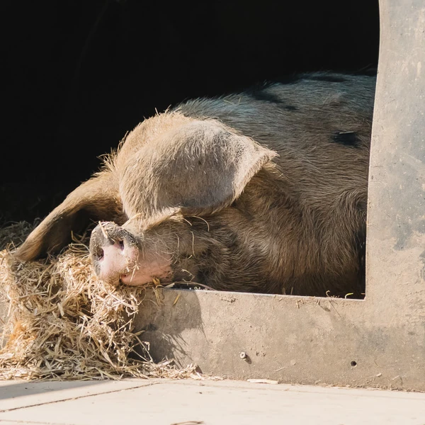 Dales Farm Entry - Twilight Ticket