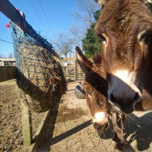 Annual Farm Pass for Two People
