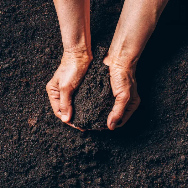 Compost - well-rotted horse manure in bags. Local delivery only.