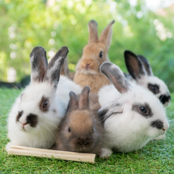 Annual Farm Pass for Five People