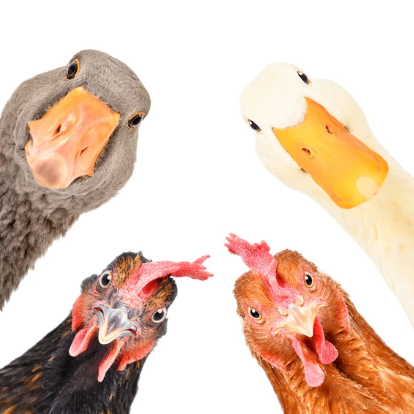 Annual Farm Pass for Four People