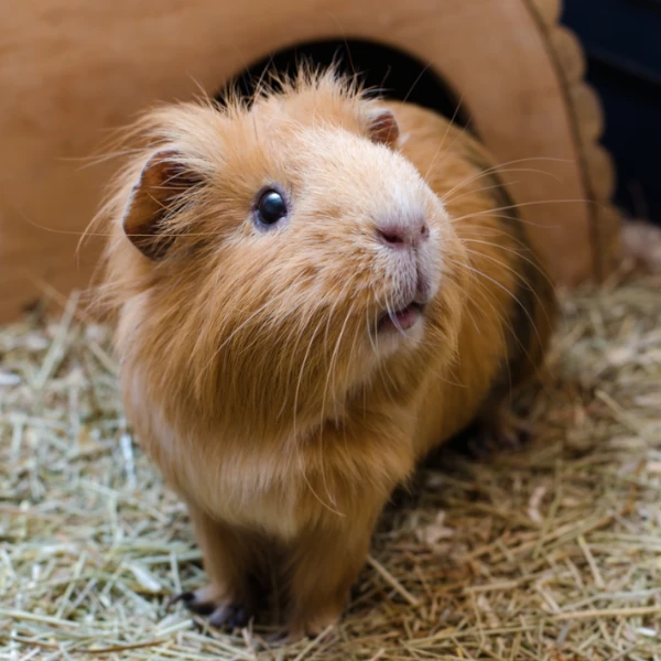 Annual Farm Pass for One Person