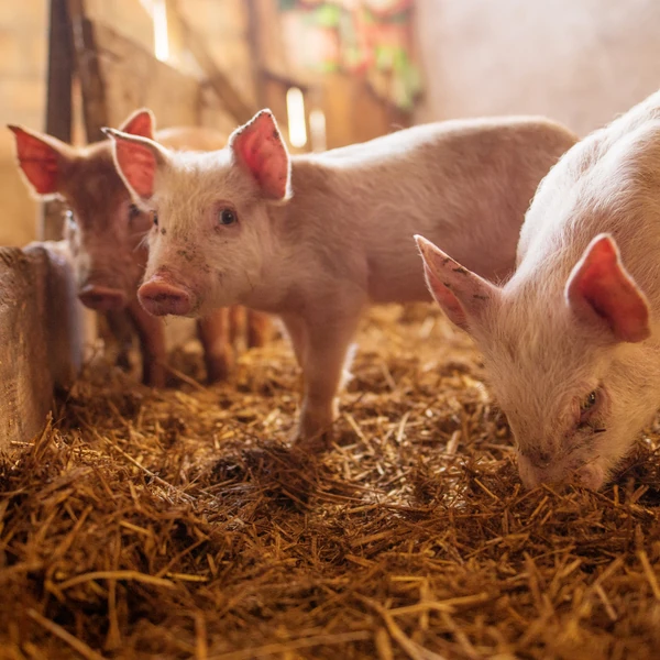 Piglet Party – perfect for toddlers