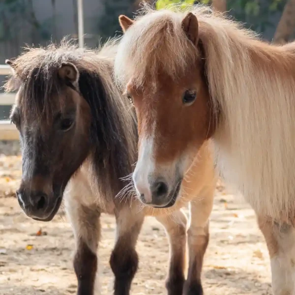 Pony Party – a galloping good time for kids aged between 4-16