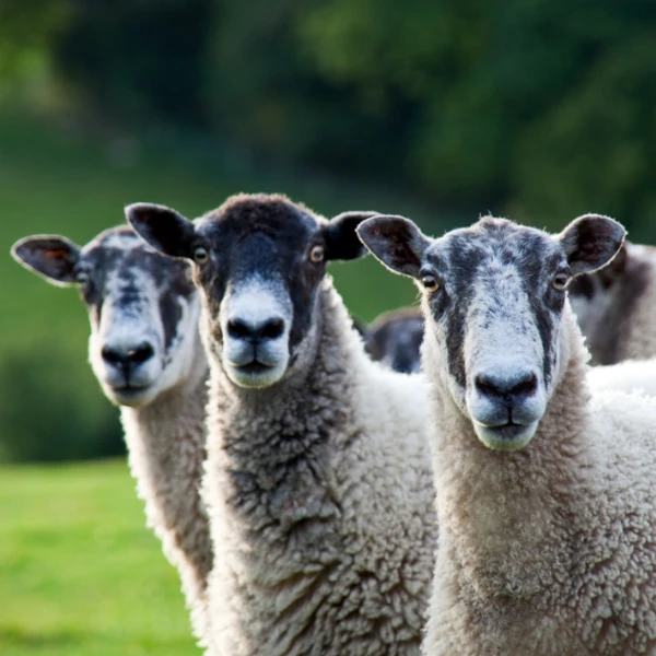 Annual Farm Pass for Three People