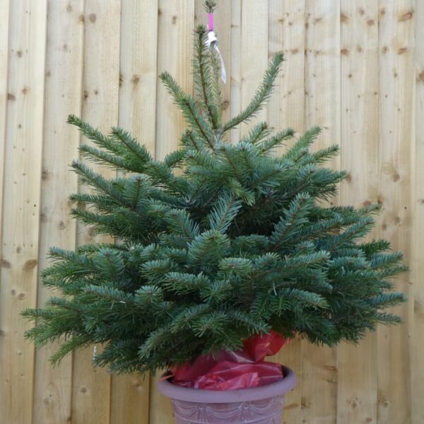 Nordmann Fir: pot grown (80-100cm)