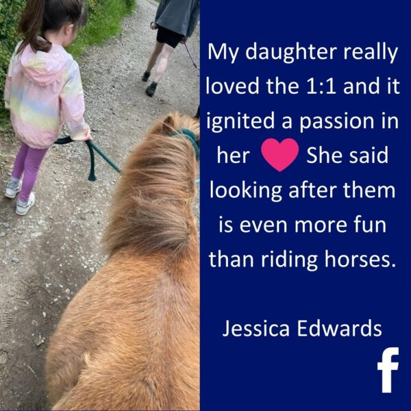 Exclusive Shetland Pony Experience